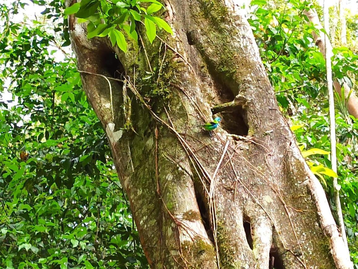 Recanto Da Margo 1, Casa Com Acesso A Cachoeira Parati Exterior foto