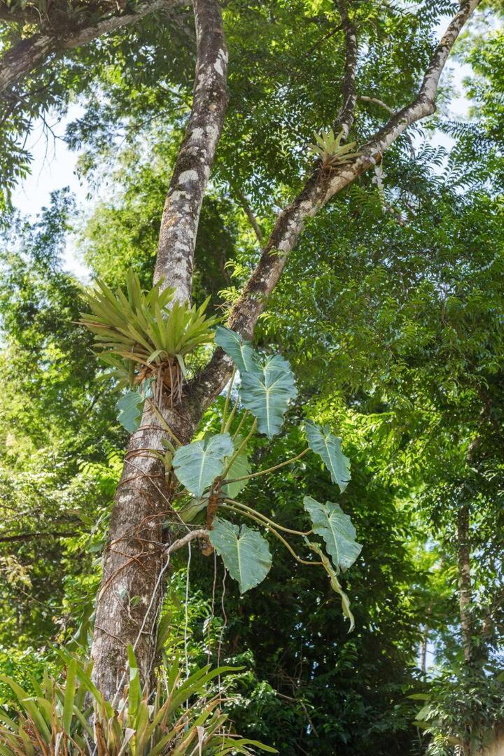 Recanto Da Margo 1, Casa Com Acesso A Cachoeira Parati Exterior foto